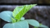 ... cucumber ...