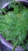 ... dill ...