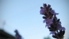 ... lavender ...